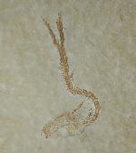 Leptolepides sprattiformis (BLAINVILLE 1818) - Bild © FossNet FossilienStore